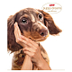 Тетрадь "Hatber", 48л, А5, клетка, на скобе, серия "Puppy Dreams"