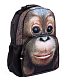 Рюкзак "Hatber HD", 43,5x30x11см, флис, 2 отделения, 2 кармана, серия "Trend Line - Orangutan"