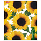 Тетрадь "Hatber", 80л, А5, клетка, ламинация, на скобе, серия "Sunflowers"